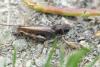 Gomphocerus sibiricus sibiricus